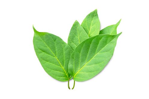 Blutforde conține extract de Gymnema sylvestre
